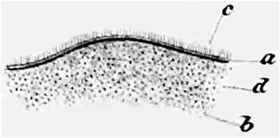 History of research concerning the ependyma: a view from inside the human brain